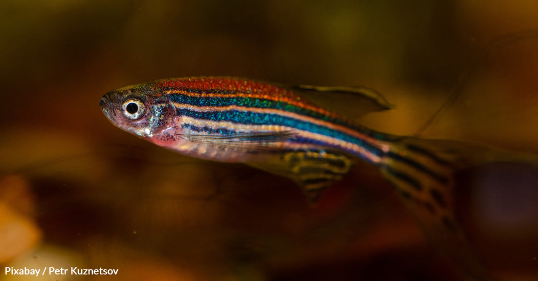 Researchers Finally Understand Why Fish Need To Look Down When They Swim