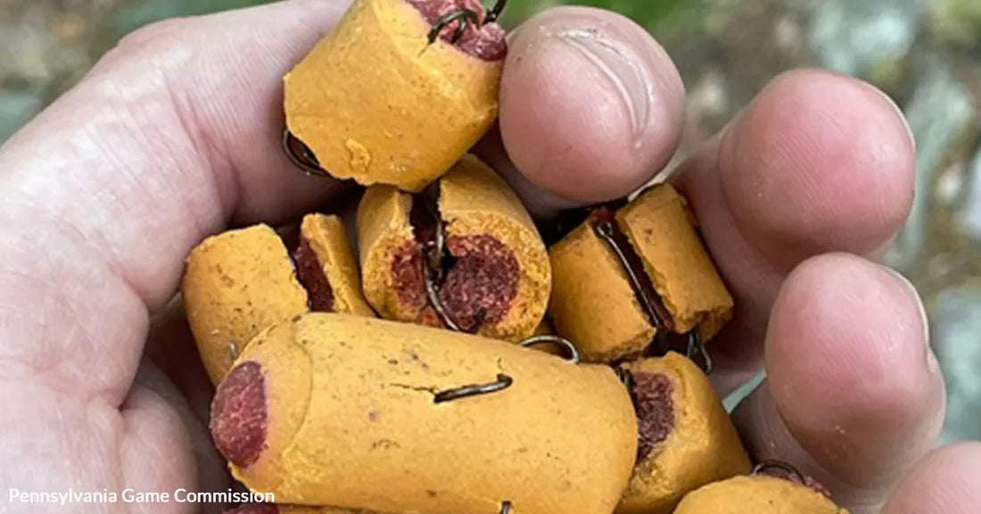 Trail of Terror — Fishhooks in Dog Treats Threaten Pets and Wildlife on Appalachian Path