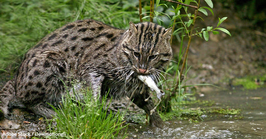 Fishing Cats Face Extinction as Wetlands Disappear Across Asia