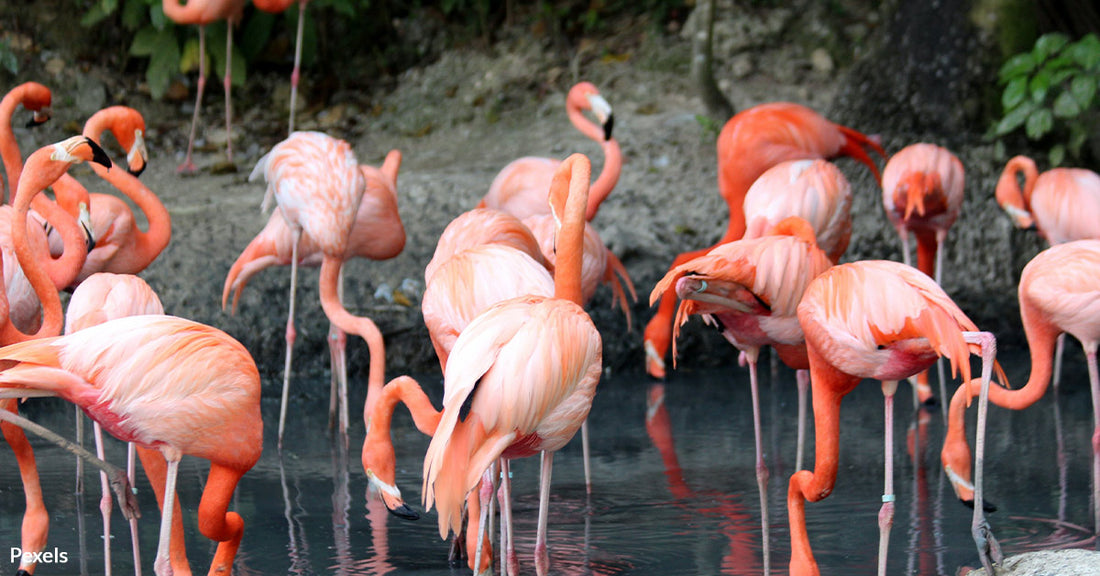 Idalia Sets Up Unprecedented Flamingo Invasion From From Florida to Ohio