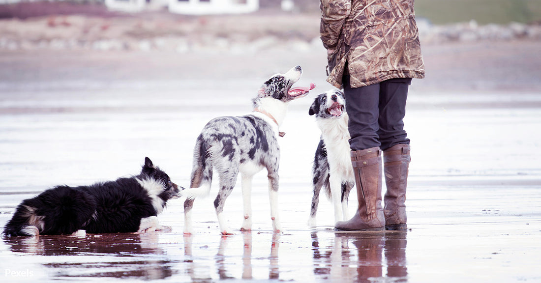 Flatworm That Originated in Western Rivers Threatens Dogs