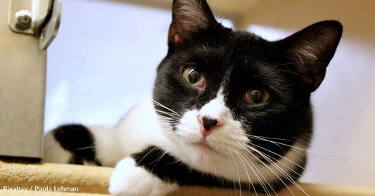 Would-Be Adopter Can't Stop Thinking About Hissing, 'Standoffish' Cat