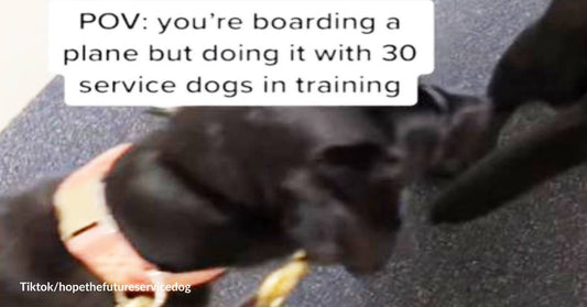 There’s Nothing like Flying with Service Dogs in Training! These Are Heroic Animals in the Making!