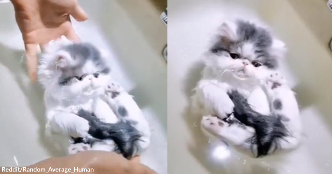 A Video of a Floating Cat from Reddit Has Got the Internet Smiling from Ear to Ear