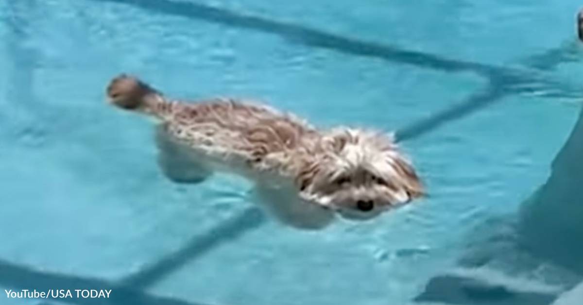 https://greatergood.com/cdn/shop/articles/floating-dog_1200.jpg?v=1717623878