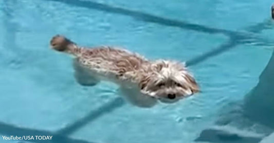 This Lackadaisical Floating Dog Is a Whole Mood