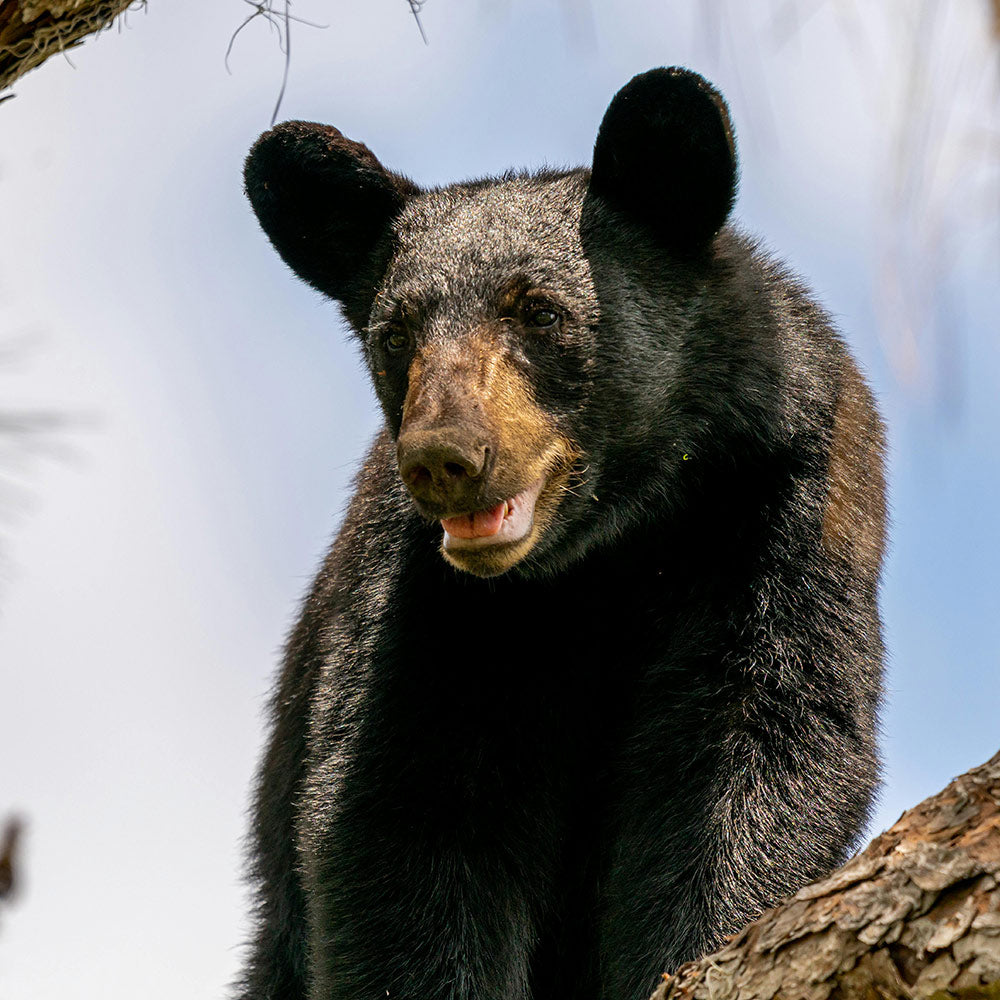 Stop Florida From Slaughtering Nursing Bear Mothers