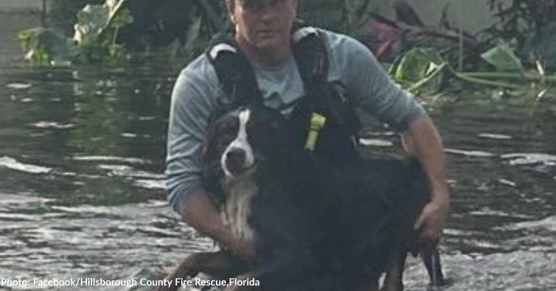 Florida Firefighters Help Rescue Over 100 Stranded Pets After Hurricane Milton