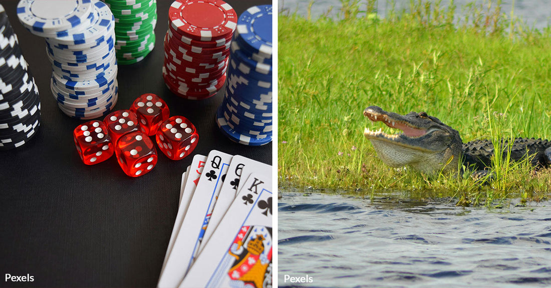 Florida Bets Big on Nature: Casino Revenue Now Fueling Conservation Goals