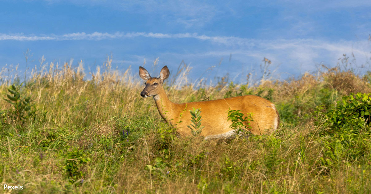 Key Edger Climate Change Is Drowning the Home of Florida’s Endangered Key Deer ...