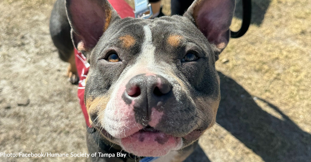 Only Shelter Dog Not Adopted At Florida Event Finally Finds Her Person(00)