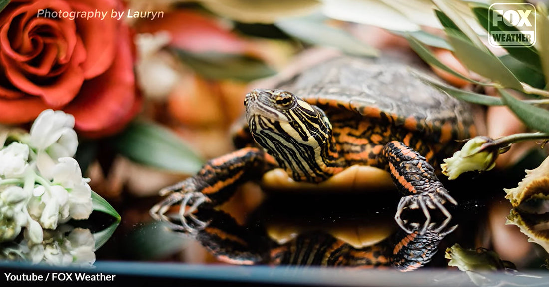 Adorable Pet Turtle Becomes A Show Stealer During Her Parent’s Wedding Ceremony