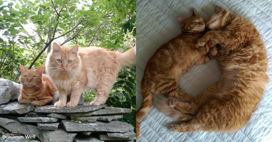 Two Unrelated Ginger Cats Get Adopted Together, Become Best Feline Friends