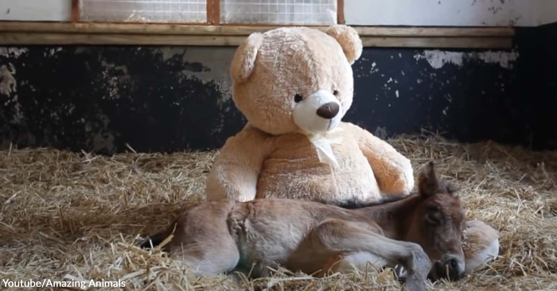 A Teddy Bear Becomes This Little Foal’s Source of Happiness After Losing Its Mother