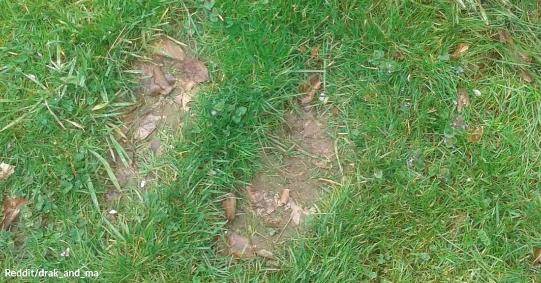 Two sets of worn footprints press into green grass and dirt, forming a path across the ground.