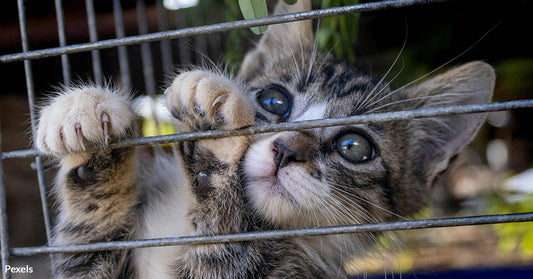 Handyman Discovers Nearly 80 Starving, Neglected Cats In Foreclosed Home