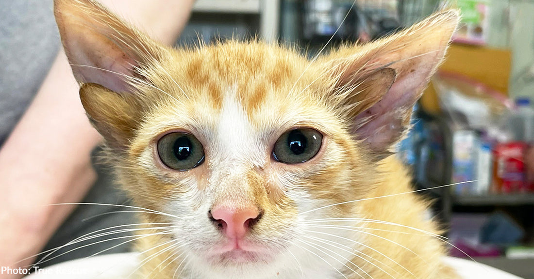 Stray Kitten With Rare Genetic Mutation Is "All Ears" At Tennessee Shelter