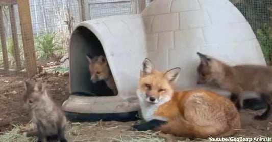 Hope the Fox Lives Up to Her Name as She Adopts Three Adorable Orphaned Kits