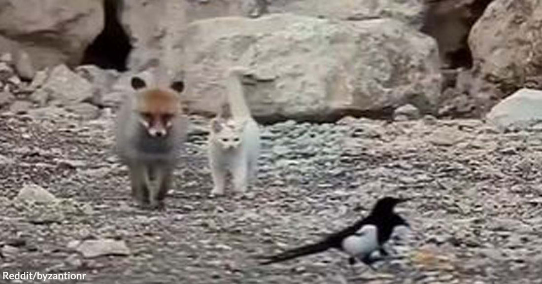 What Adventure Awaits for a Fox, a Cat, and Two Magpies?