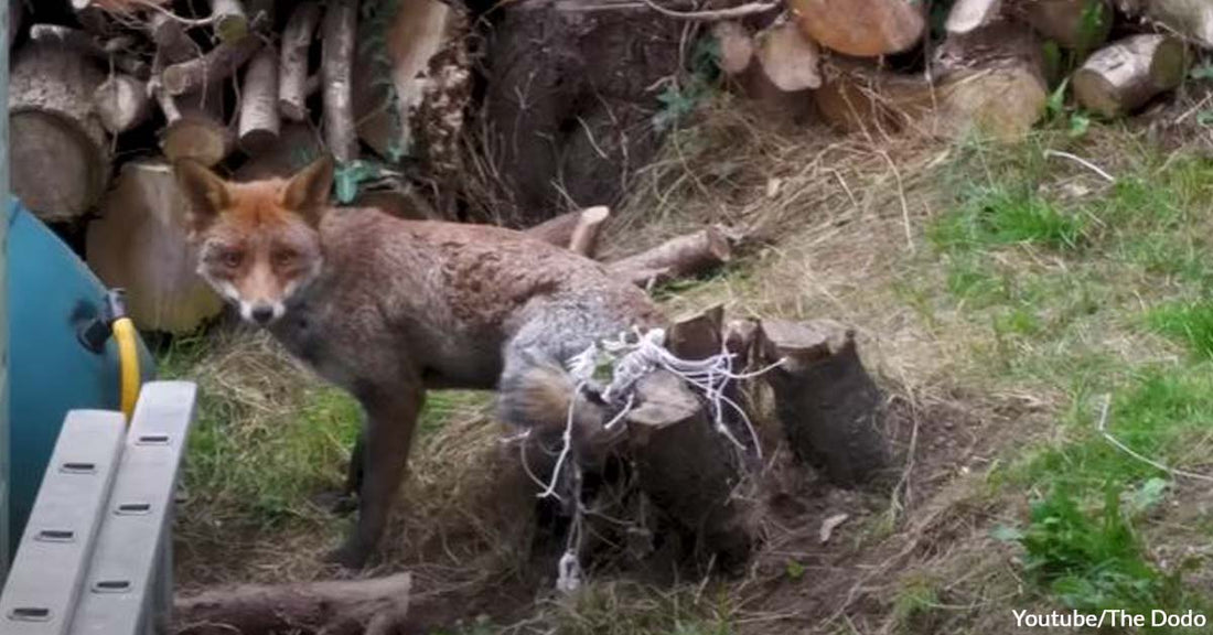 A Poor Fox Got Stuck in a Net in a Backyard Until a Rescue Group Arrived