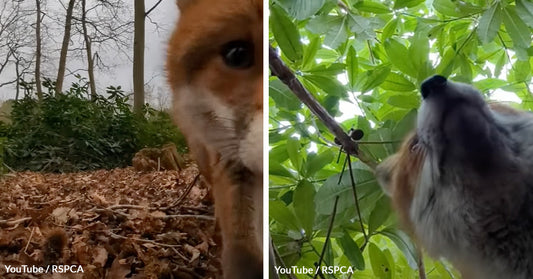 Fox Steals Rescuer's Phone During Daring Wildlife Operation