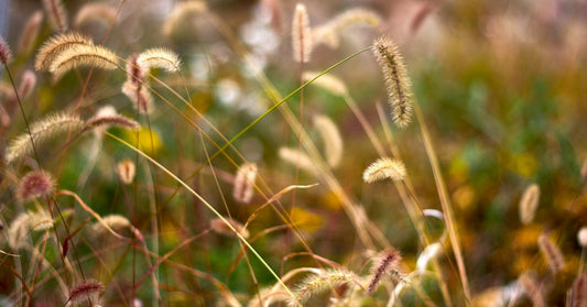 You Probably See Foxtail Grass Daily, But Did You Know Foxtail Can Kill Your Dog?