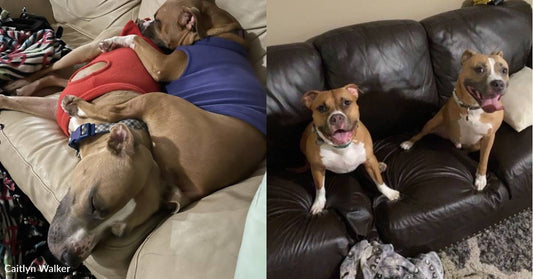 Shelter Volunteer and Her Husband Adopt Two Three-Legged Dogs