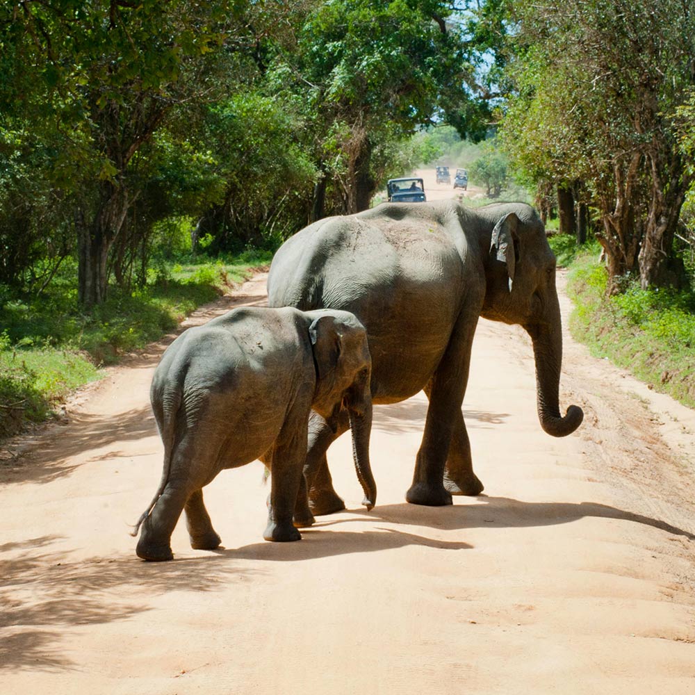 End the Suffering of Captive Elephants Before More Lives Are Lost ...