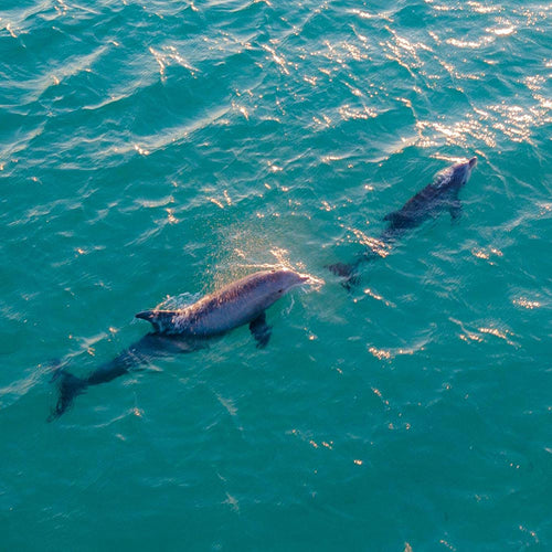 Free Dolphins And Whales In The U.S. From Cruel Captivity