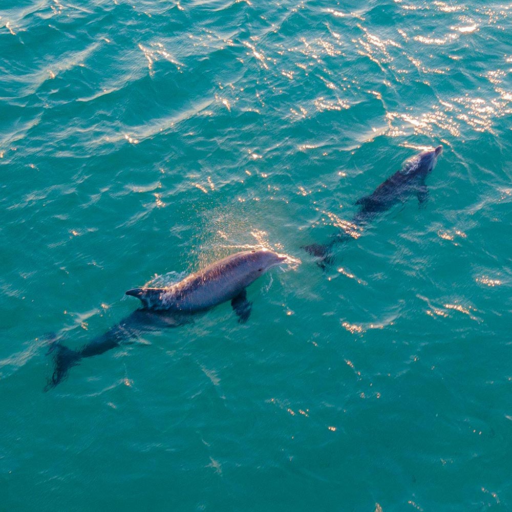 Free Dolphins And Whales In The U.S. From Cruel Captivity