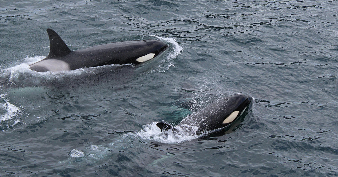 Two orcas swim side by side near the ocean’s surface, their black-and-white markings vivid against the choppy water.