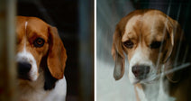 Side-by-side collage of two beagle portraits behind barriers, both appearing confined and solemn.