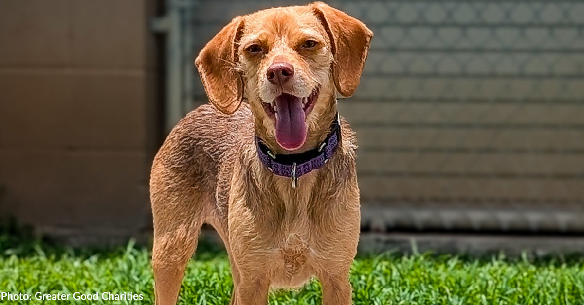 Help Fly Over 50 At-Risk Dogs at Overcrowded Shelters to Freedom ...