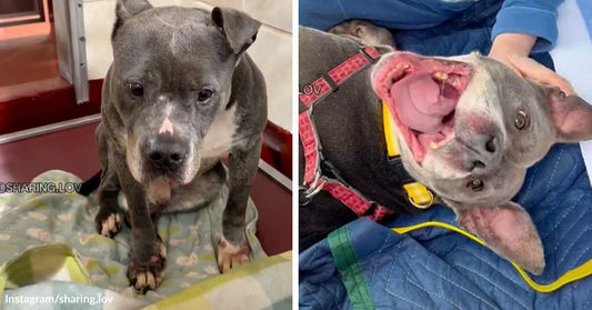Split image of a gray-and-white pit bull puppy sitting quietly on a blanket in a vehicle or shelter, then lying on its back with mouth open in a big playful grin while being cuddled.