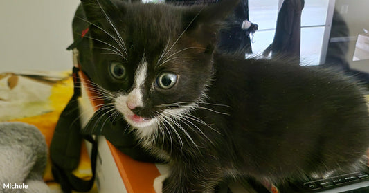 Black-and-white kitten standing on a cardboard box indoors, mouth slightly open, looking alert and curious.