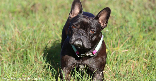 French Bulldog Named Most Popular Dog Breed In USA