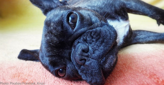 French Bulldog Eases Patients' Anxiety At Dentist Office By Sitting On Their Chest