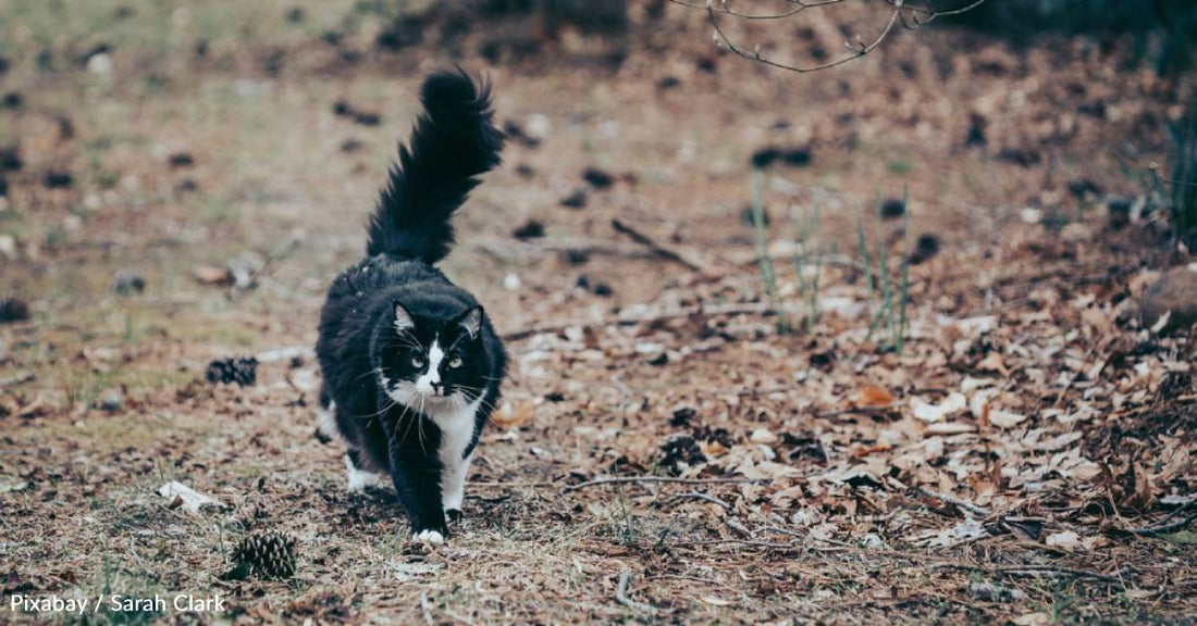 Restaurant Worker Gets in Trouble for Feeding Feral Cat, Keeps Trying to Help Anyway