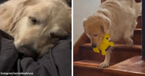 Split image of a senior golden retriever resting with eyes closed on the left and walking down wooden stairs with a yellow toy in its mouth on the right.
