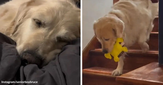 Split image of a senior golden retriever resting with eyes closed on the left and walking down wooden stairs with a yellow toy in its mouth on the right.