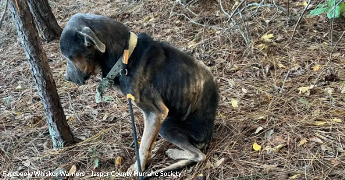Freezing Dog Near Death Finally Gets His Miracle When One Woman Pulls ...