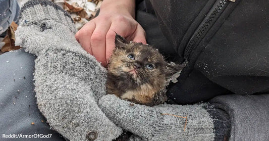 Tiny tortoiseshell kitten wrapped in a gray knit mitten is cradled in a person’s lap outdoors.