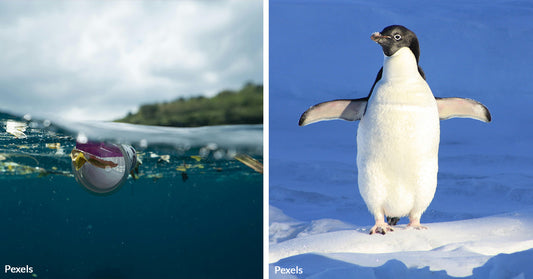 Endangered Galápagos Penguins are Swallowing Death One Microplastic at a Time