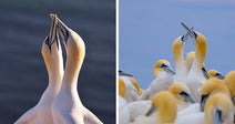 Split image showing two gannets touching beaks on the left and two gannets in a crowded colony raising their beaks together on the right.