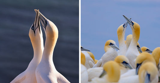 Split image showing two gannets touching beaks on the left and two gannets in a crowded colony raising their beaks together on the right.