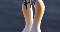 Close-up of two white gannets with pale yellow heads and blue-ringed eyes touching beaks against the sea.