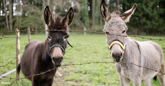 Animals Caught in the Crossfire of War in Gaza