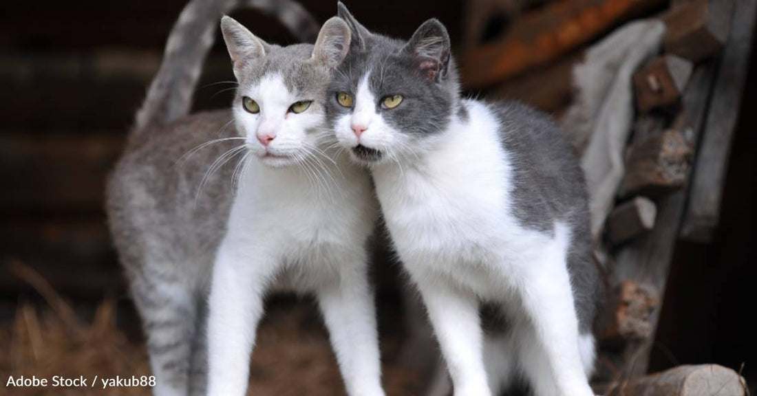 Two Kittens, One Barely Clinging to Life, Rescued Amid Downpour