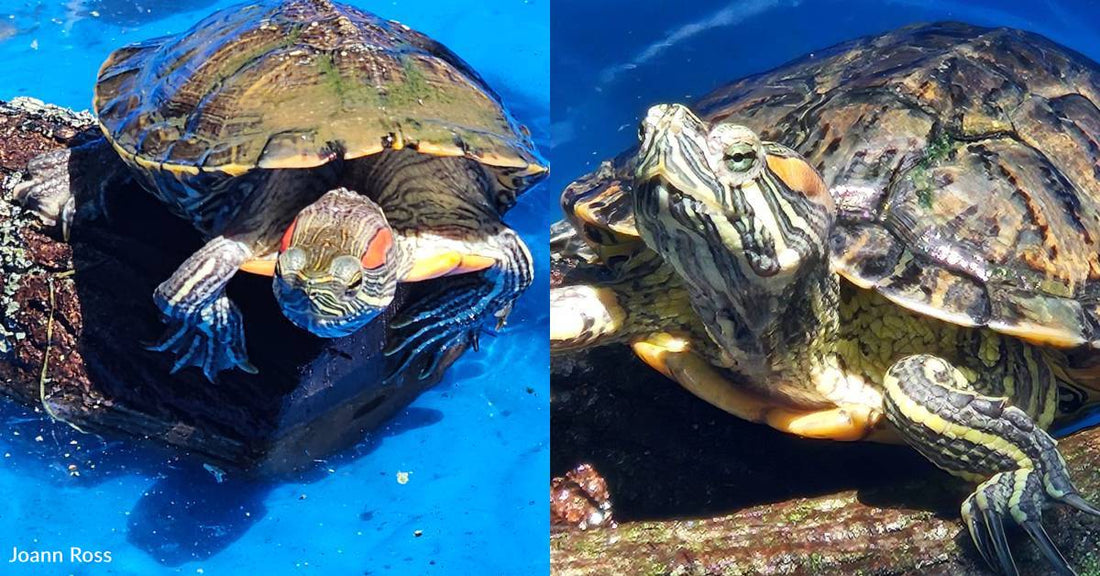 Turtle Enjoys Neighborhood Pool Parties, Complete with Dogs and Cats