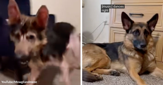 Split image of a German shepherd puppy on the left and the same dog grown older, lying on a carpet indoors, on the right.